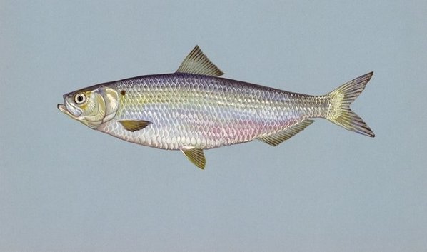 Blueback-herring.jpg