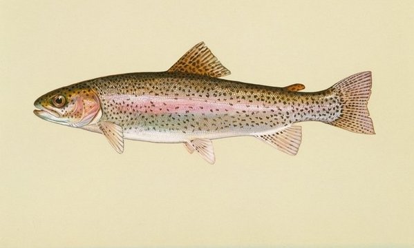 Rainbow-trout.jpg