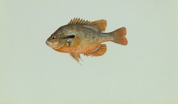 Redbreast-sunfish.jpg