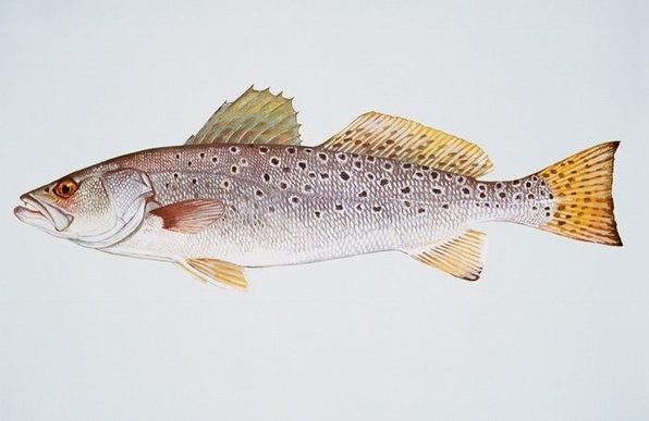 Spotted-seatrout.jpg