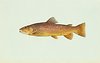 Brown-trout.jpg