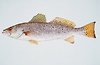 Spotted-seatrout.jpg