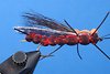 Salmonfly-Adult2.jpg