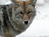 coyote3.jpg