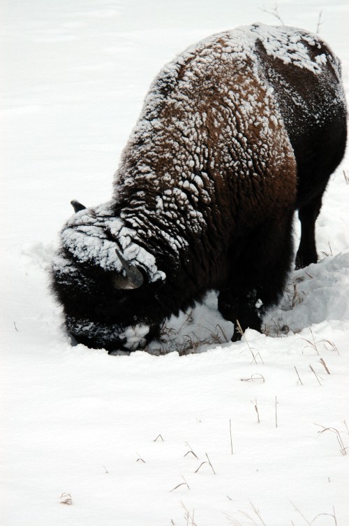 bison-grazing.jpg